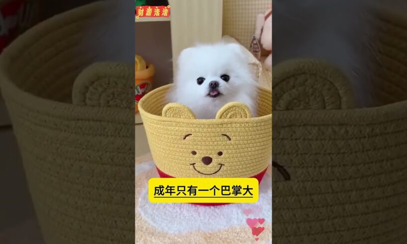 The love for these cute puppies grows day by day #dog #pet #cutedog #puppy #puppylove #cuteanimal