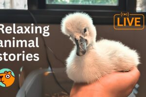 24 Hours | Relaxing & Heartwarming Bird Rescue Videos| Cuddle Buddies