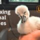 24 Hours | Relaxing & Heartwarming Bird Rescue Videos| Cuddle Buddies