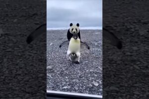 3 Innocent Lives Saved 🐾 | Shocking Animal Rescue #AnimalRescue #3AnimalRescue #SaveAnimals