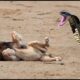 30 Terrifying Moments! Animals Paralyzed by Snake Venom, What Happens Next? | Animal Fights