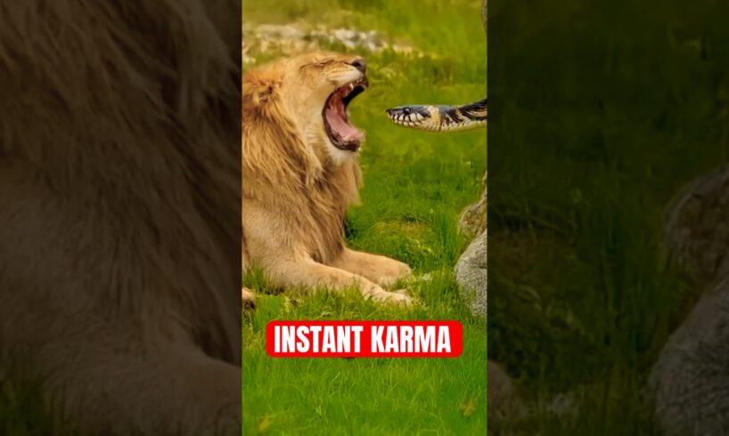 5 Animals That Got Instant Karma