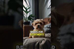 5 Best Dog Breeds for Apartments!