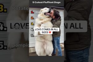 5 Most Fluffy Puppies Ranked | The Cutest Puppies That'll Melt Your Heart 😭 #cute #dogs #puppies!