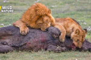 50 Ruthless Moments of Lion Hunting and Chasing Preys | Animal Fights