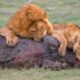 50 Ruthless Moments of Lion Hunting and Chasing Preys | Animal Fights