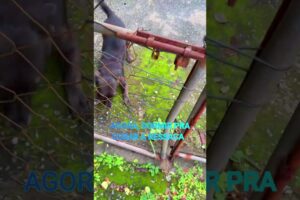 #614 #dogs #bestfeed  #petsfofinhos #funny #cute #pets #puppy #animals