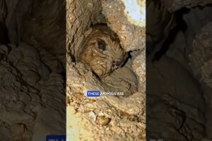 8 Cannibal Animals You Never Expected