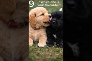 9 Cute Puppies With the Cutest Reactions Ever #dog #animals