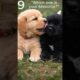 9 Cute Puppies With the Cutest Reactions Ever #dog #animals