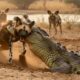 90 Craziest Animal Fights of All Time 2025