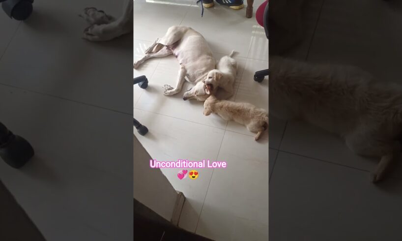 @Dorameos: TUTTU ന്റെ മാതൃ സ്നേഹം 😍#pets#pet#funny#fun#cute#puppies#puppy#naughtypet#lifewithpets