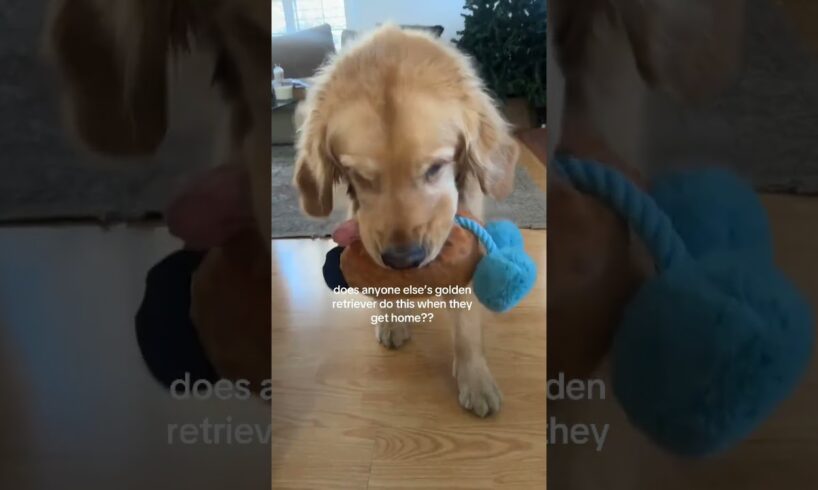 @nikkikhrphl It’s like are we playing a game here or??? #goldenretriever 😲