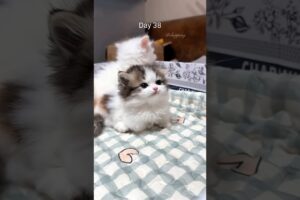 A 40-day growth diary of the Munchkin kitten #catvideos #kitten #cat #cute #catshorts #meow