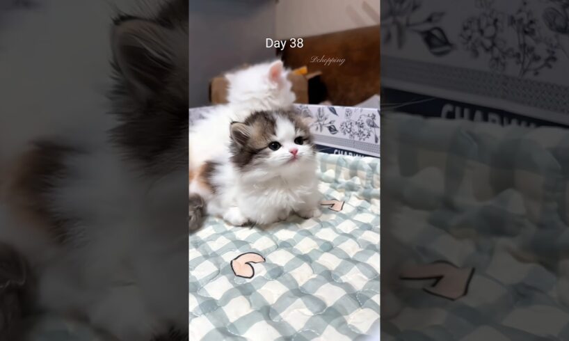 A 40-day growth diary of the Munchkin kitten #catvideos #kitten #cat #cute #catshorts #meow