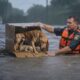 A Mother’s Endless Love — Animal Rescue as a Dog Fights a Storm to Save Her Puppies