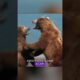 A brown bear secretly losing weight during a fight #wildlife #wildtv #animals #facts