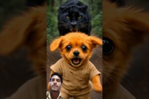 A cute puppies  are sarounding from the tiger 🐯🐯 saved his life 😱😱 #animals #puppies #tiger