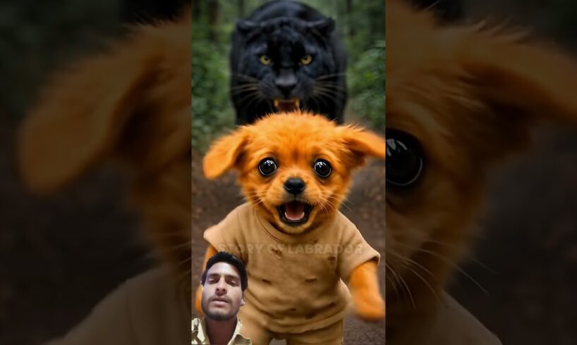 A cute puppies  are sarounding from the tiger 🐯🐯 saved his life 😱😱 #animals #puppies #tiger