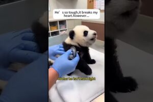 A panda just tumbled down the slope!#panda #rescue #animals #cute #shorts