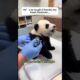 A panda just tumbled down the slope!#panda #rescue #animals #cute #shorts
