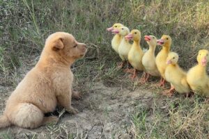 A puppy in the wild is so funny, it takes the ducklings to find treasures and delicious food.so cute