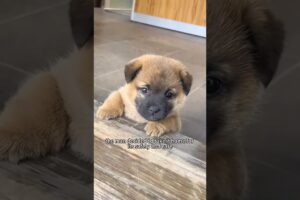 A stray puppy was very scared #animalshorts #animals #rescue #animalrescue