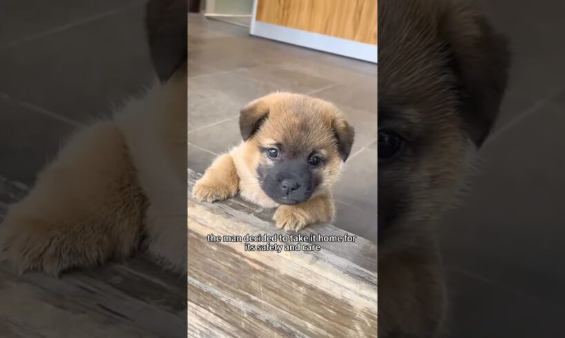 A stray puppy was very scared #animalshorts #animals #rescue #animalrescue