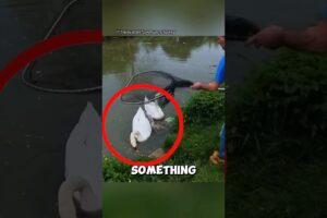 A touching reunion between a rescued swan and her family ❤️ #swan