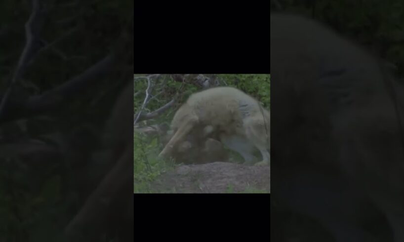 A wolverine fighting a wolf