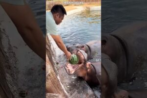 Aakhir mein Motu Hippo ko bhi tarbuz mil hi gaya... 🍉😱