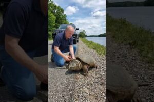 An Unexpected Act of Kindness Rescues a Turtle from Rope #wildlife #animals