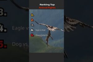 Animal Fights You won’t believe what happens at #1… 😳