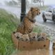 Animal Rescue: Kind Police Rescues Abandoned Cheetah family in the Heavy Rain #222