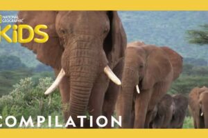 Animal Showdown 🐻🐊🦅 | 25 Minutes | Nat Geo Kids Compilation | @natgeokids