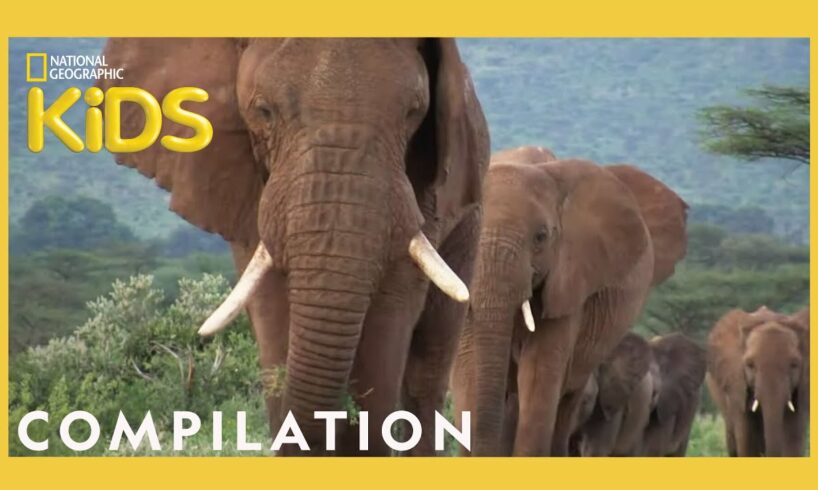 Animal Showdown 🐻🐊🦅 | 25 Minutes | Nat Geo Kids Compilation | @natgeokids