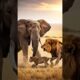 Animals fighting #animals #wildanimals #wildlife #lion #elephant #shortvideo #viral