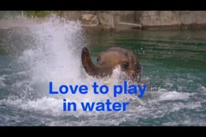 Animals playing in water