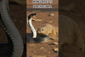 Asian Animals Fighting | Black Cobra vs Mongoose 🐍 | #wildlife #jungle #adventure #subscribe