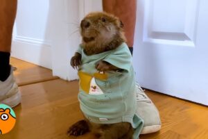 Baby Beaver Dances And Squeaks For Attention | Cuddle Buddies