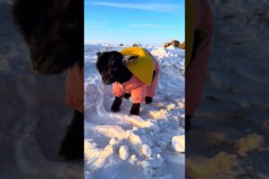 Baby Lamb Playing in the Snow ❄️🐑 #cutefarmanimal #animals #cute