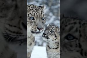 Baby Leopard Just Wants to Play #animals #cute #wildlife #love