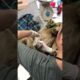 Baby Sloth Clings to Mother and Won't Let Go #sloths #animalrescue #babyanimals
