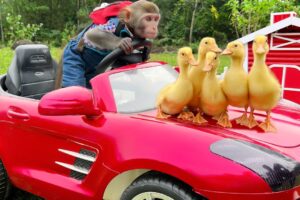 Baby monkey Bim Bim helps and take care of five little ducks in the cave
