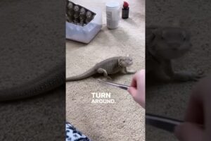 Bearded Dragon Chases Her Food!