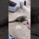 Bearded Dragon Chases Her Food!