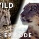 Beast Mode Battles (Full Episode) | Animal Fight Night Compilation | Nat Geo Animals