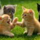 Beautiful Kittens Playing On The Grass - Cat Sounds, Beautiful Cat Videos