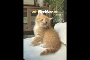 Best female cat names🐱