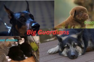 Big Guardians & The Cutest Puppies